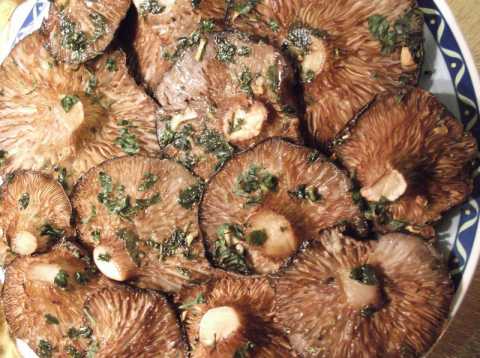 A Minervino arriva la prima tappa della sagra del fungo cardoncello